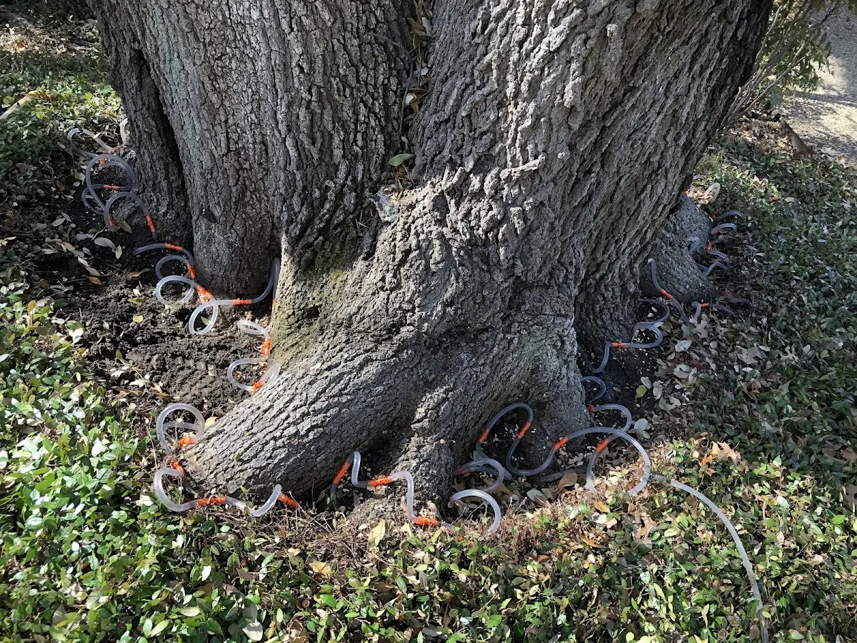Detailed Tree Cabling and Bracing job site in Cleo Springs