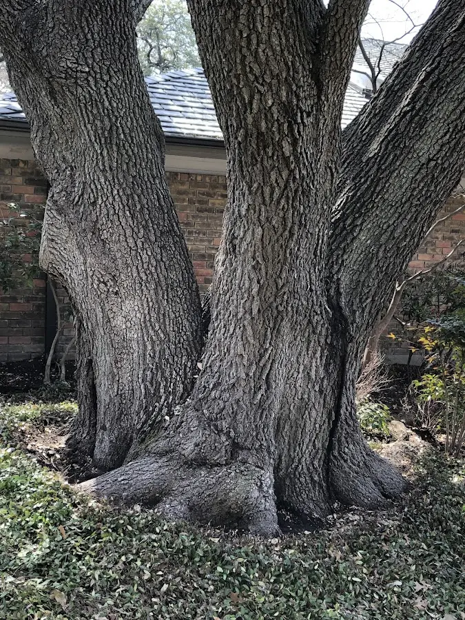 Mature heritage tree close to a Cleo Springs property cared for by certified arborists